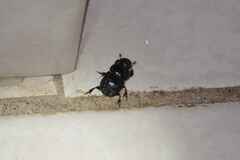 Dichotomius carolinus