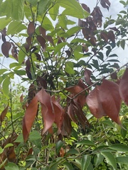 Euphorbia cotinifolia