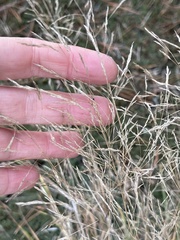 Eragrostis
