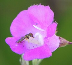 Toxomerus floralis