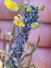 Brevicoryne brassicae