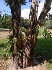 Ficus virgata