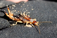 Labidura riparia