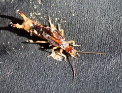 Labidura riparia