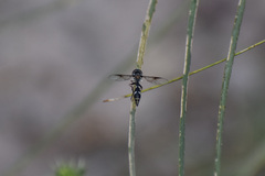 Dioprosopa clavata