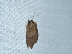 Drepanacra binocula