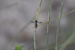 Dioprosopa clavata