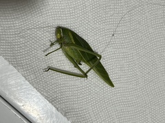 Philophyllia guttulata