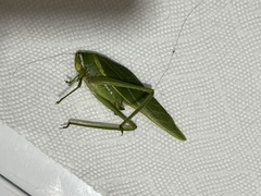 Philophyllia guttulata