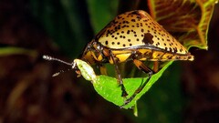 Cypherotylus adrianae