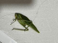 Philophyllia guttulata