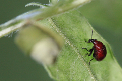Synolabus nigripes