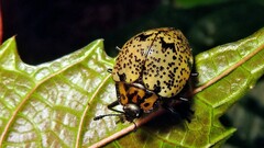 Cypherotylus adrianae