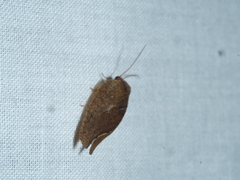 Drepanacra binocula