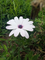 Dimorphotheca ecklonis