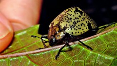 Cypherotylus adrianae