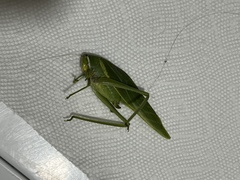 Philophyllia guttulata