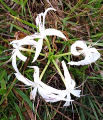 Crinum americanum