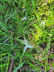 Rhynchospora colorata