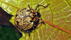 Cypherotylus adrianae