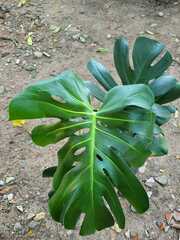 Monstera deliciosa