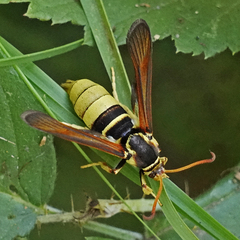 Paranthrene robiniae