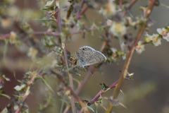 Hemiargus ceraunus astenidas