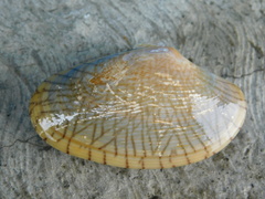 Paratapes undulatus