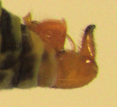 Acizzia acaciae