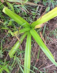 Crinum americanum