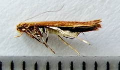 Caloptilia invariabilis