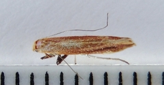 Caloptilia invariabilis