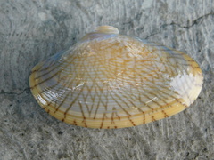 Paratapes undulatus