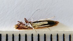 Caloptilia invariabilis
