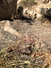 Melinis repens repens