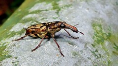 Gymnognathus