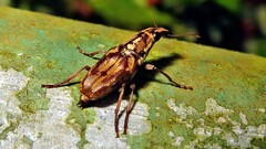 Gymnognathus