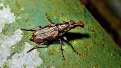Gymnognathus