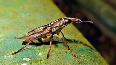 Gymnognathus