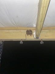 Thryothorus ludovicianus