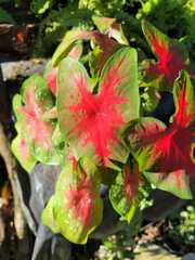 Caladium bicolor