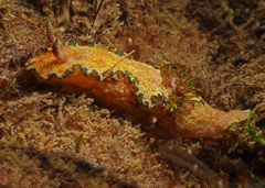 Glossodoris