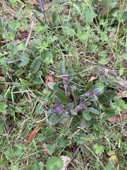 Ajuga australis
