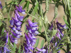 Vicia villosa