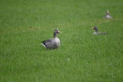 Anser anser