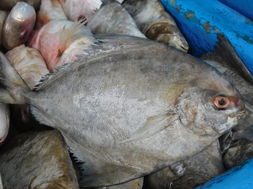 Black batfish (Parastromateus niger) — Carangidae
