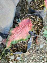 Caladium bicolor