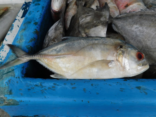 Tille kingfish (Caranx tille) — Carangidae