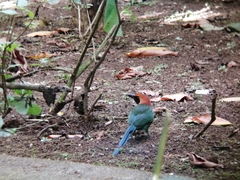 Baryphthengus martii