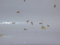 Trichomyrmex destructor